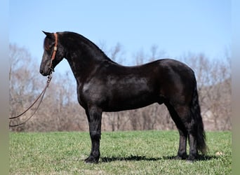 caballo de tiro, Caballo castrado, 11 años, 155 cm, Negro