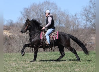 caballo de tiro, Caballo castrado, 11 años, 155 cm, Negro