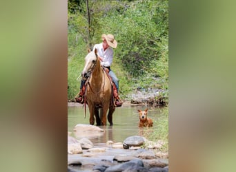 caballo de tiro, Caballo castrado, 11 años, 155 cm, Palomino