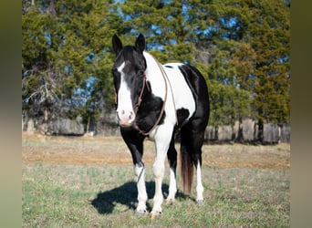 caballo de tiro, Caballo castrado, 11 años, 157 cm, Tobiano-todas las-capas