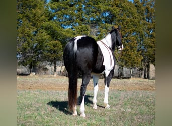 caballo de tiro, Caballo castrado, 11 años, 157 cm, Tobiano-todas las-capas