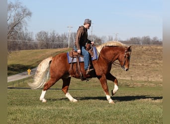 caballo de tiro, Caballo castrado, 11 años, 160 cm, Alazán rojizo