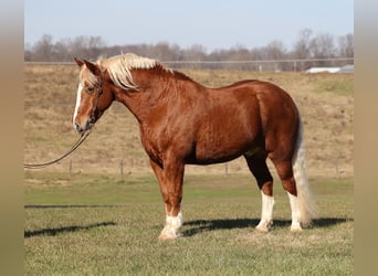 caballo de tiro, Caballo castrado, 11 años, 160 cm, Alazán rojizo