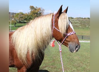 caballo de tiro, Caballo castrado, 11 años, 160 cm, Alazán rojizo