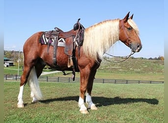 caballo de tiro, Caballo castrado, 11 años, 160 cm, Alazán rojizo