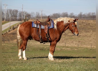 caballo de tiro, Caballo castrado, 11 años, 160 cm, Alazán rojizo