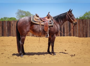 caballo de tiro, Caballo castrado, 11 años, 160 cm, Bayo