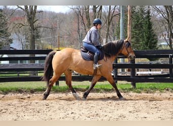 caballo de tiro, Caballo castrado, 11 años, 160 cm, Bayo