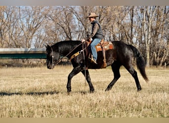 caballo de tiro Mestizo, Caballo castrado, 11 años, 160 cm, Negro