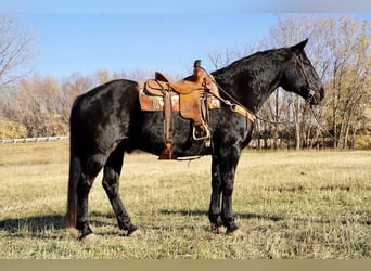 caballo de tiro Mestizo, Caballo castrado, 11 años, 160 cm, Negro