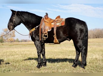 caballo de tiro Mestizo, Caballo castrado, 11 años, 160 cm, Negro
