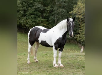 caballo de tiro, Caballo castrado, 11 años, 160 cm, Tobiano-todas las-capas