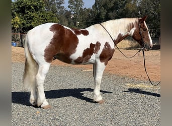 caballo de tiro, Caballo castrado, 11 años, 160 cm, Tobiano-todas las-capas