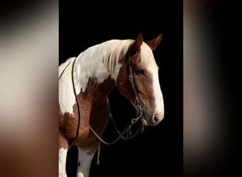 caballo de tiro, Caballo castrado, 11 años, 160 cm, Tobiano-todas las-capas