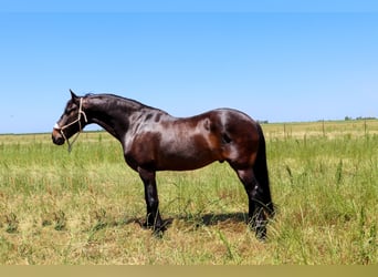 caballo de tiro, Caballo castrado, 11 años, 163 cm, Castaño rojizo