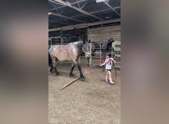 caballo de tiro, Caballo castrado, 11 años, 163 cm, Castaño rojizo