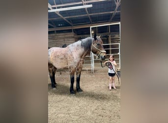 caballo de tiro, Caballo castrado, 11 años, 163 cm, Castaño rojizo