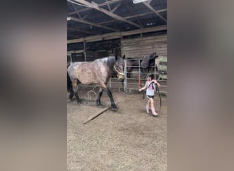 caballo de tiro, Caballo castrado, 11 años, 163 cm, Castaño rojizo