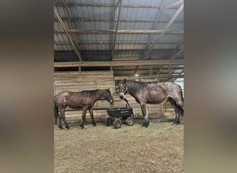 caballo de tiro, Caballo castrado, 11 años, 163 cm, Castaño rojizo