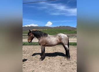 caballo de tiro, Caballo castrado, 11 años, 163 cm, Castaño-ruano