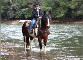 caballo de tiro Mestizo, Caballo castrado, 11 años, 163 cm, Pío
