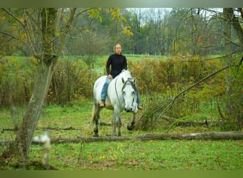 caballo de tiro Mestizo, Caballo castrado, 11 años, 163 cm, Tordo