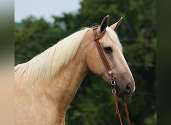 caballo de tiro, Caballo castrado, 11 años, 165 cm, Palomino