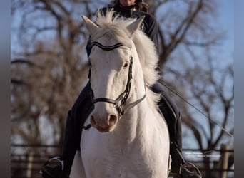 caballo de tiro Mestizo, Caballo castrado, 11 años, 173 cm, Tordo rodado
