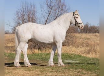 caballo de tiro Mestizo, Caballo castrado, 11 años, 173 cm, Tordo rodado