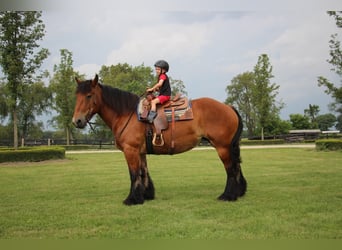 caballo de tiro, Caballo castrado, 11 años, 178 cm, Castaño rojizo