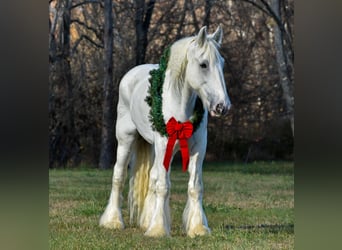 caballo de tiro, Caballo castrado, 11 años, 183 cm, White/Blanco