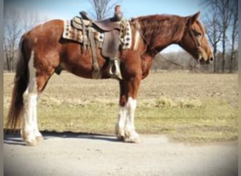 caballo de tiro, Caballo castrado, 11 años, Alazán-tostado