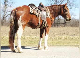 caballo de tiro, Caballo castrado, 11 años, Alazán-tostado