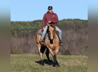 caballo de tiro, Caballo castrado, 11 años, Buckskin/Bayo