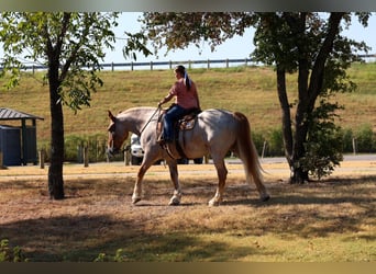 caballo de tiro Mestizo, Caballo castrado, 11 años, Ruano alazán