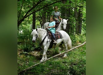 caballo de tiro, Caballo castrado, 11 años, White/Blanco