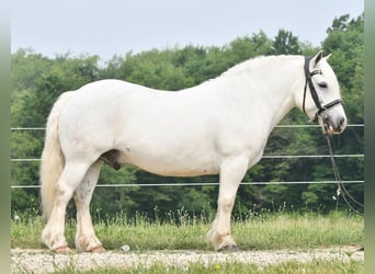 caballo de tiro, Caballo castrado, 11 años, White/Blanco