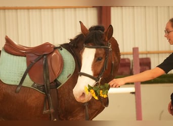 caballo de tiro Mestizo, Caballo castrado, 12 años, 147 cm, Castaño rojizo