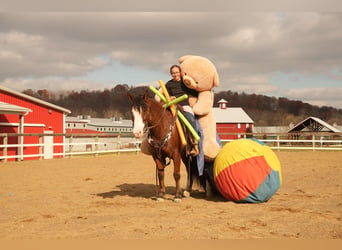 caballo de tiro Mestizo, Caballo castrado, 12 años, 147 cm, Castaño rojizo