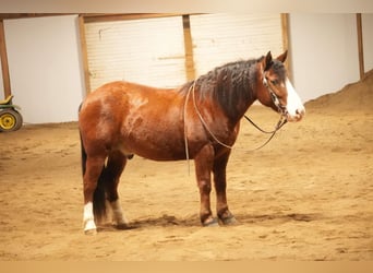 caballo de tiro Mestizo, Caballo castrado, 12 años, 147 cm, Castaño rojizo