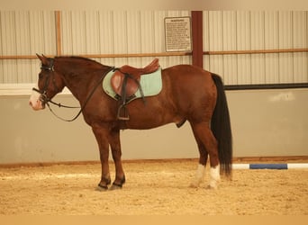 caballo de tiro Mestizo, Caballo castrado, 12 años, 147 cm, Castaño rojizo