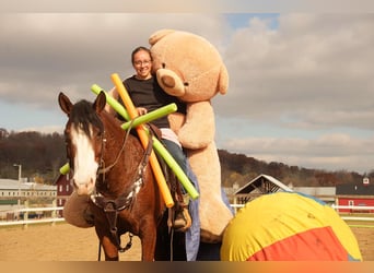 caballo de tiro Mestizo, Caballo castrado, 12 años, 147 cm, Castaño rojizo