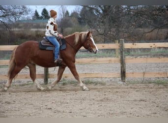 caballo de tiro, Caballo castrado, 12 años, 157 cm, Alazán-tostado