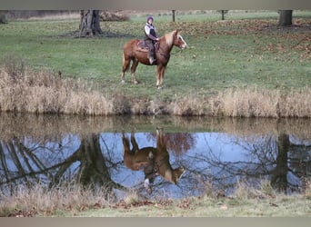 caballo de tiro, Caballo castrado, 12 años, 157 cm, Alazán-tostado