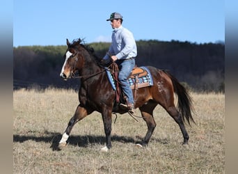 caballo de tiro, Caballo castrado, 12 años, 157 cm, Castaño rojizo