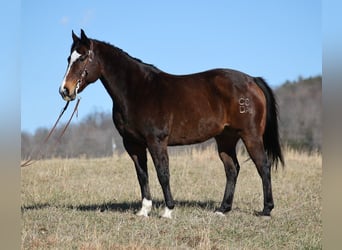caballo de tiro, Caballo castrado, 12 años, 157 cm, Castaño rojizo