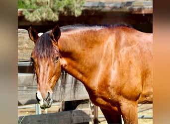 caballo de tiro, Caballo castrado, 12 años, 160 cm, Castaño rojizo