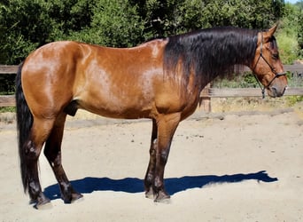 caballo de tiro, Caballo castrado, 12 años, 160 cm, Castaño rojizo