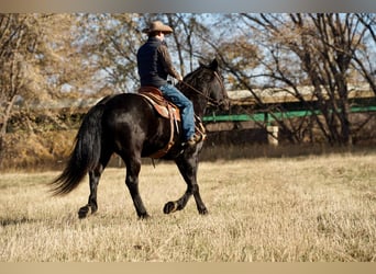 caballo de tiro Mestizo, Caballo castrado, 12 años, 160 cm, Negro