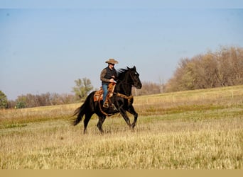 caballo de tiro Mestizo, Caballo castrado, 12 años, 160 cm, Negro